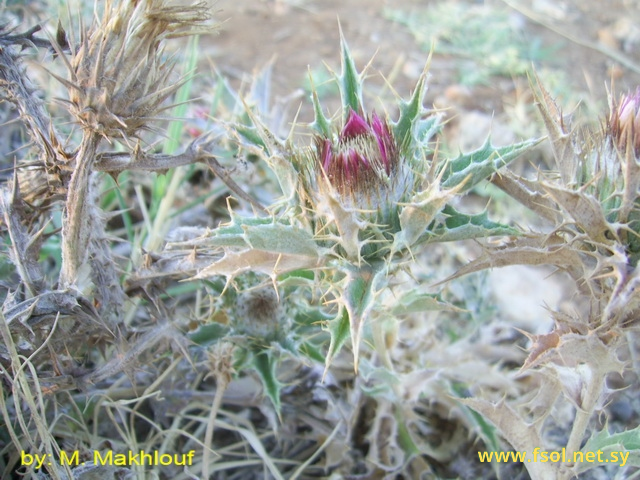 Carlina lanata Ten.